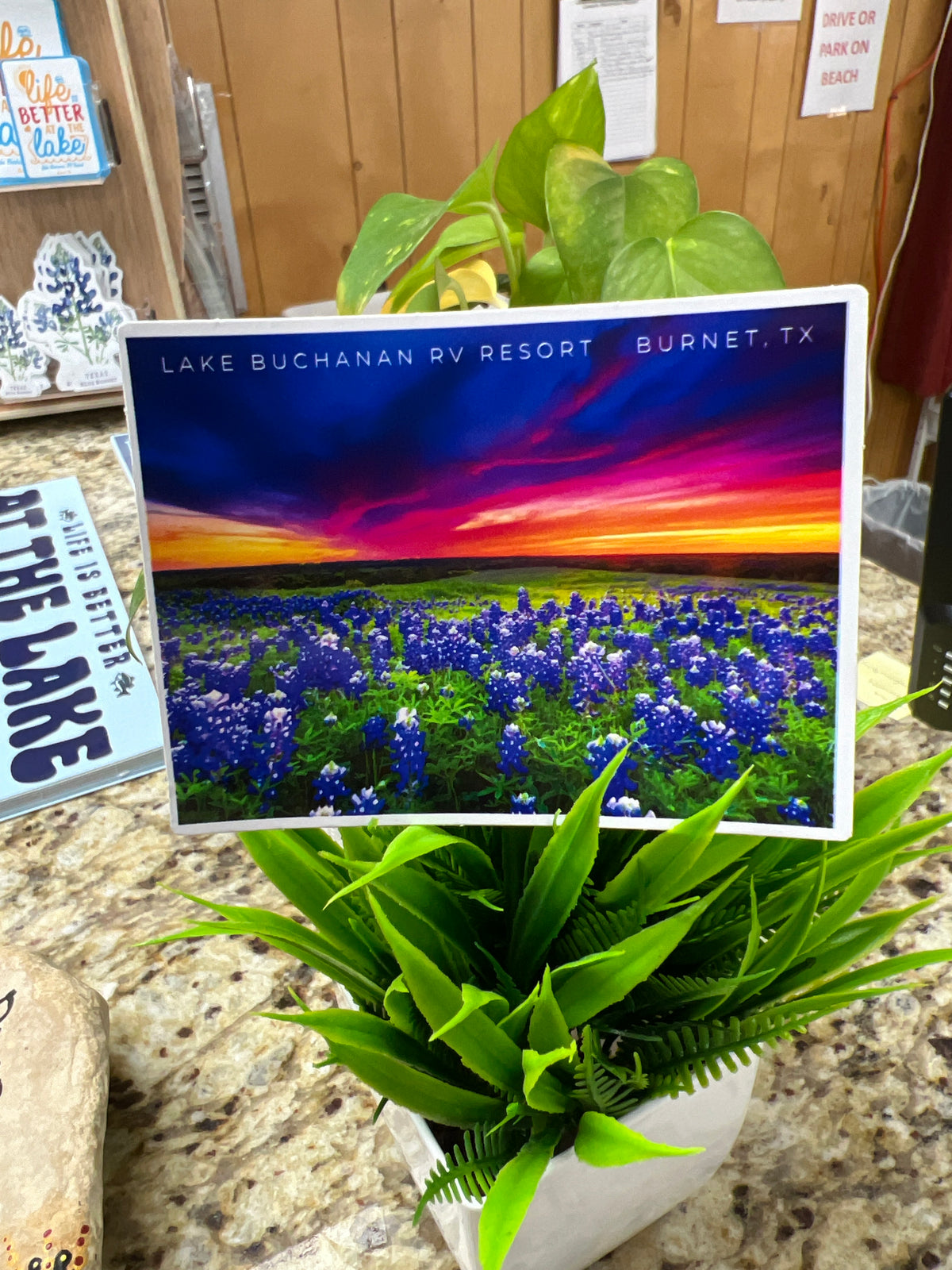 Field of Bluebonnets Sunset Sticker