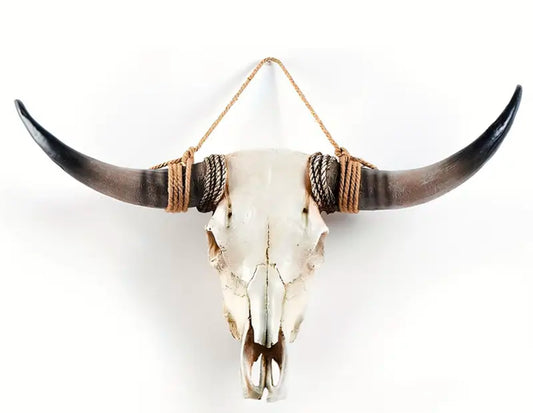Giant Longhorn Skull